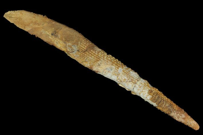 Bargain, Fossil Shark (Asteracanthus) Dorsal Spine - Morocco #49546